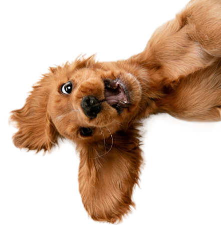 Summer Safety Tips for Pet Parents