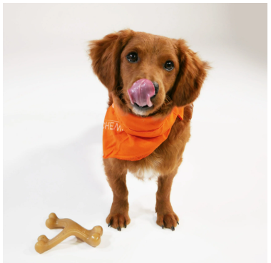 Nylabone Gourmet Style Peanut Butter Flavor Wishbone Chew Toy for Dogs - Small (up to 25 Ibs.)