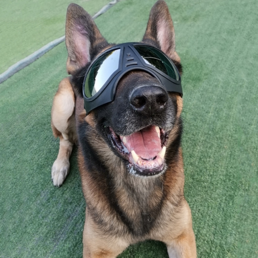 UV Protective German Shepherd and All Breeds Goggles