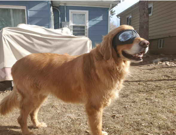 UV Protective German Shepherd and All Breeds Goggles