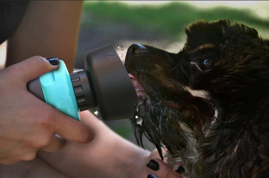 Foldable Bowl Travel Water Bottle for Dogs