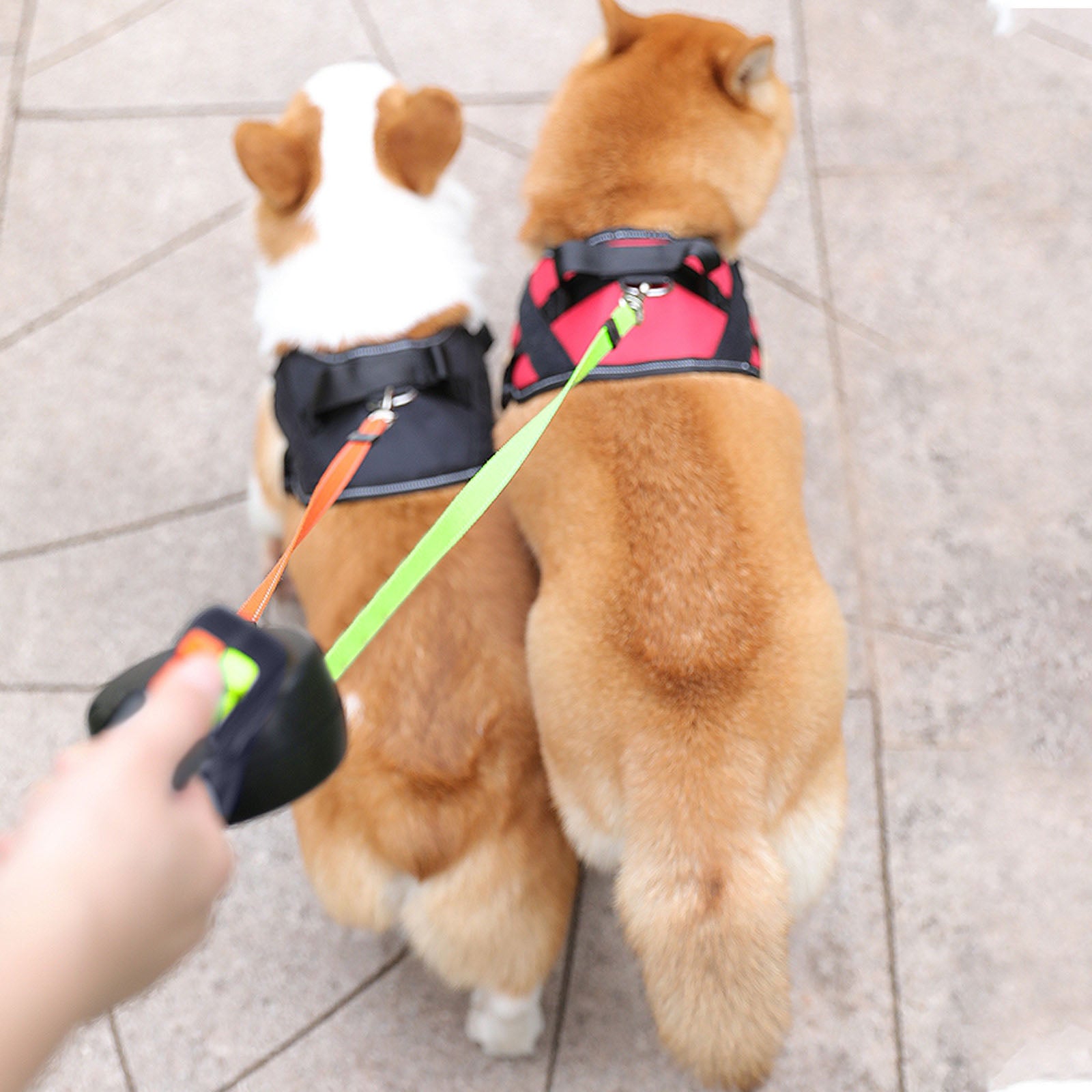 Double Retractable Dog Leashes in 1 Handle