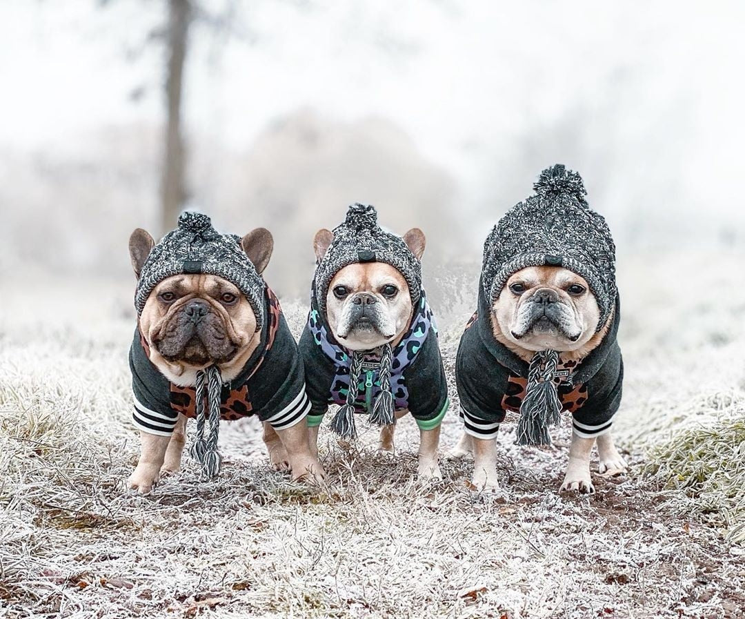 Fluffy Warm Knitted Polar Pom Hat for Dogs