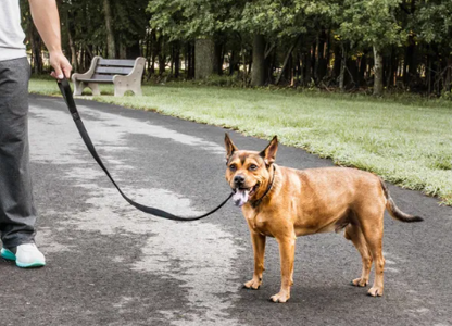 Pet Life 'Aero Mesh' Comfortable Adjustable Dog Leash