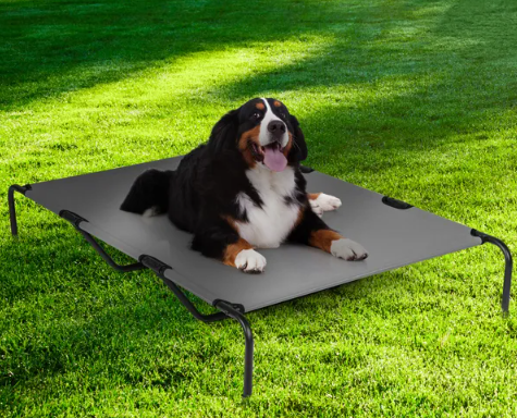 Elevated Bed for Large Breed Dogs