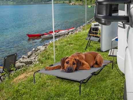 Elevated Bed for Large Breed Dogs