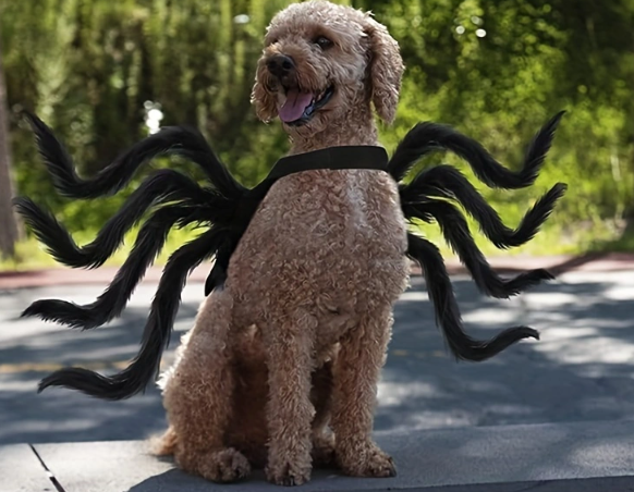 Halloween Spider Costume Fun For Cats And Small And Medium-sized Dogs