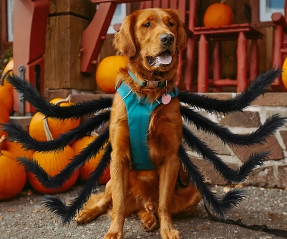 Halloween Spider Costume Fun For Cats And Small And Medium-sized Dogs