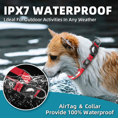 Waterproof LED Lit Collar for Dogs