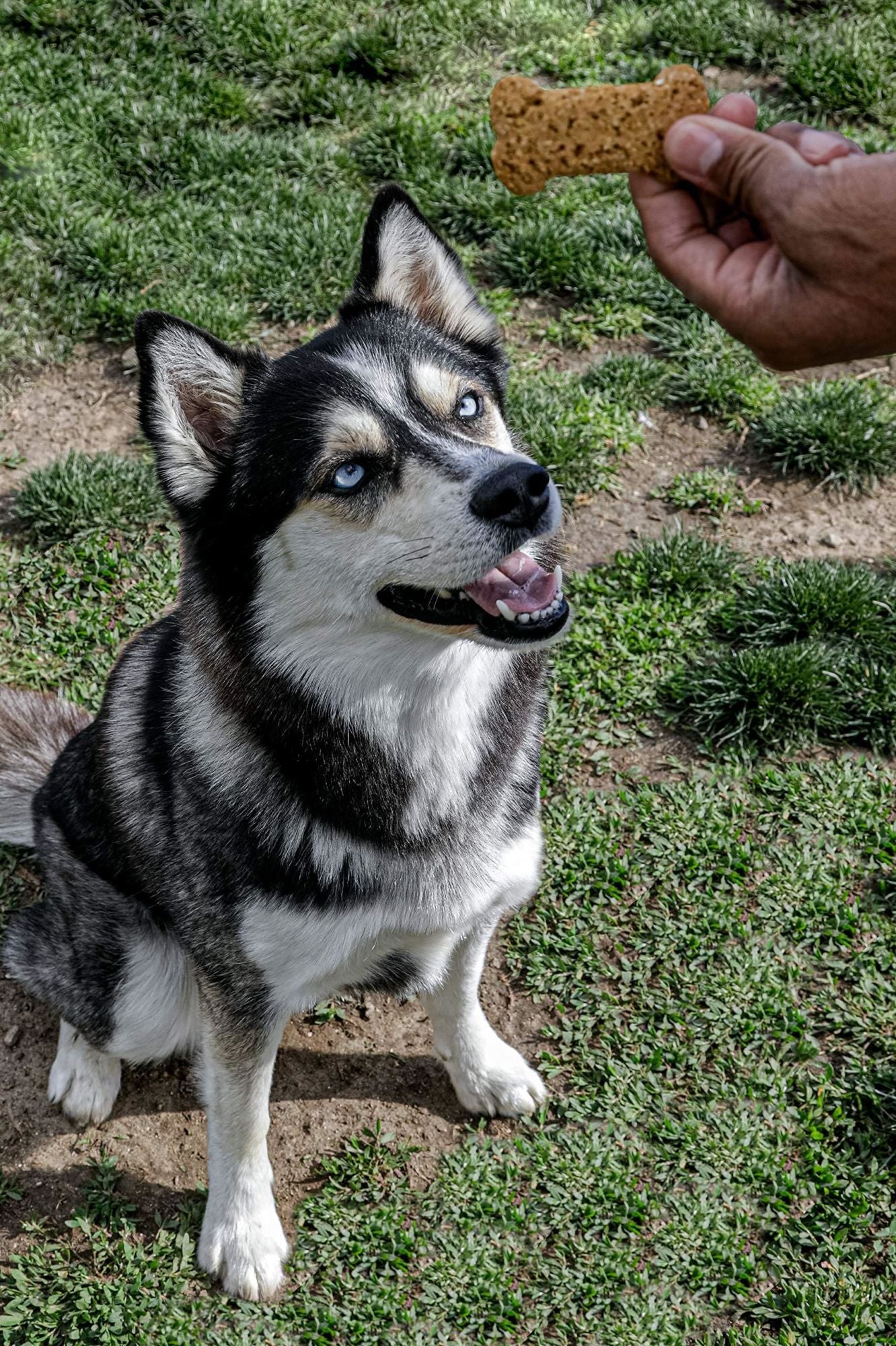 All Natural Oven Baked Training Treats for Dogs