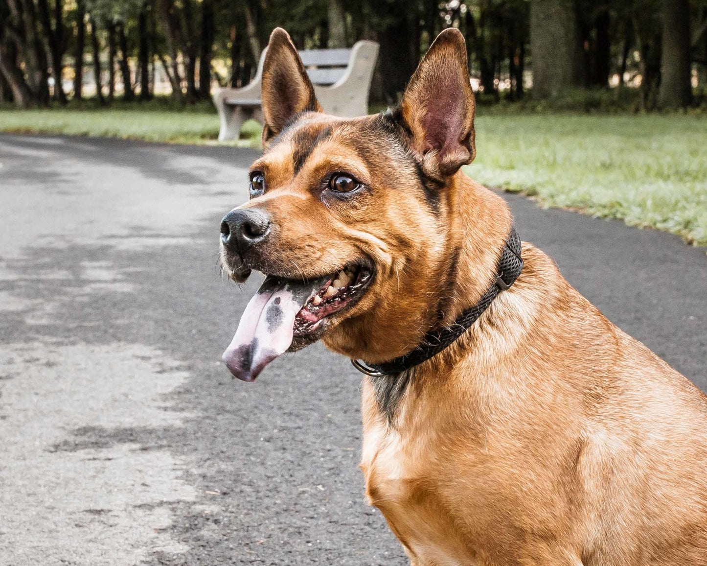 Pet Life - Aero Mesh - 360 Degree Comfortable Breathable Adjustable Mesh Collar for Dogs