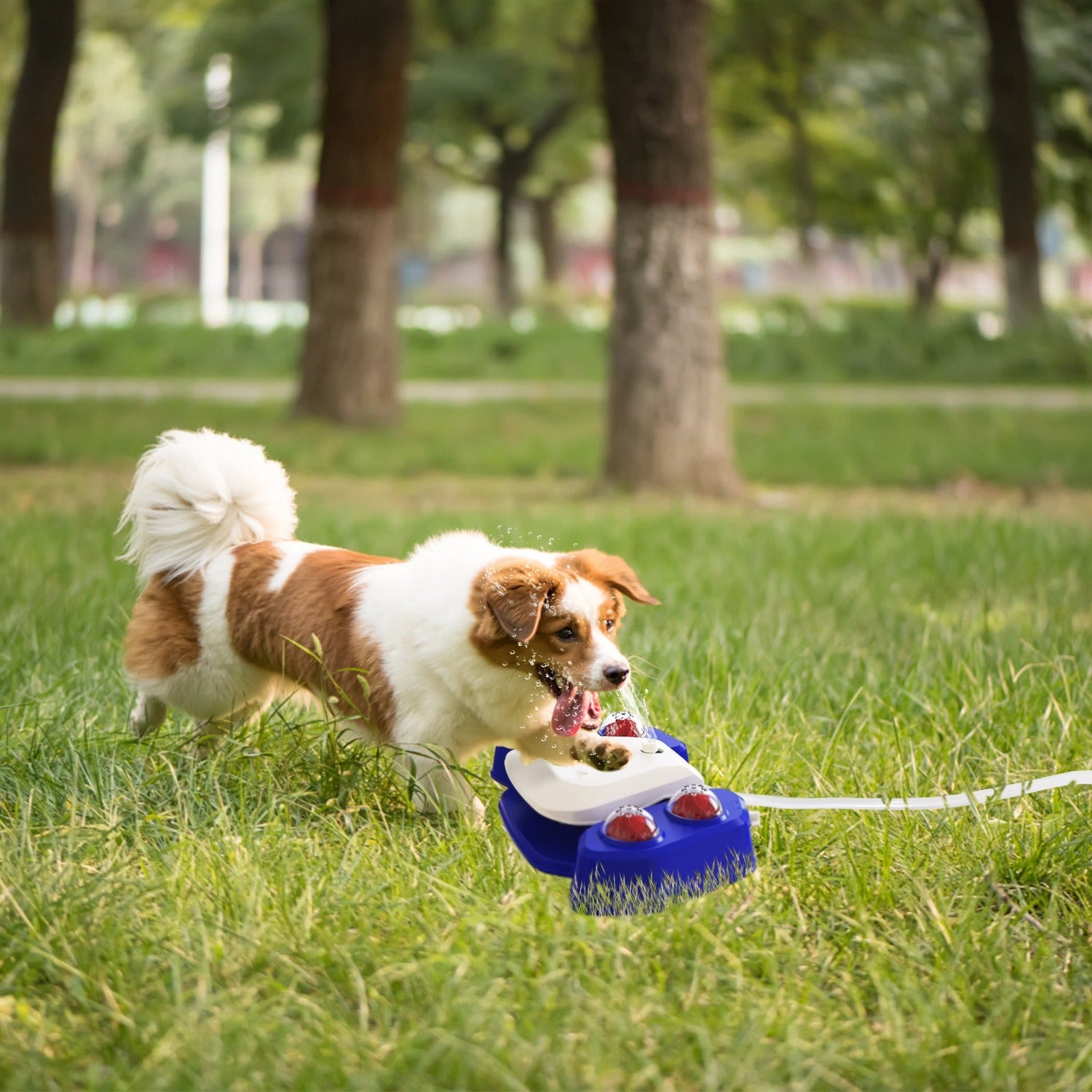 Step-on Activated Sprinkler and Drinking Fountain for Dogs