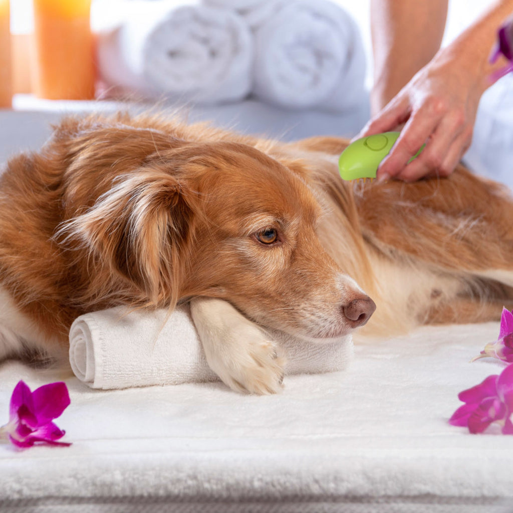 3 In 1 Grooming Steam Cleaning Brush for Cats and Dogs - USB Rechargeable