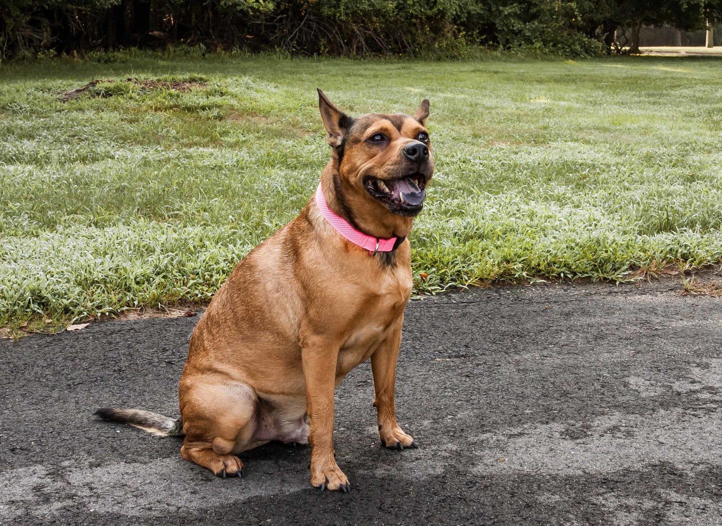 Pet Life - Aero Mesh - 360 Degree Comfortable Breathable Adjustable Mesh Collar for Dogs