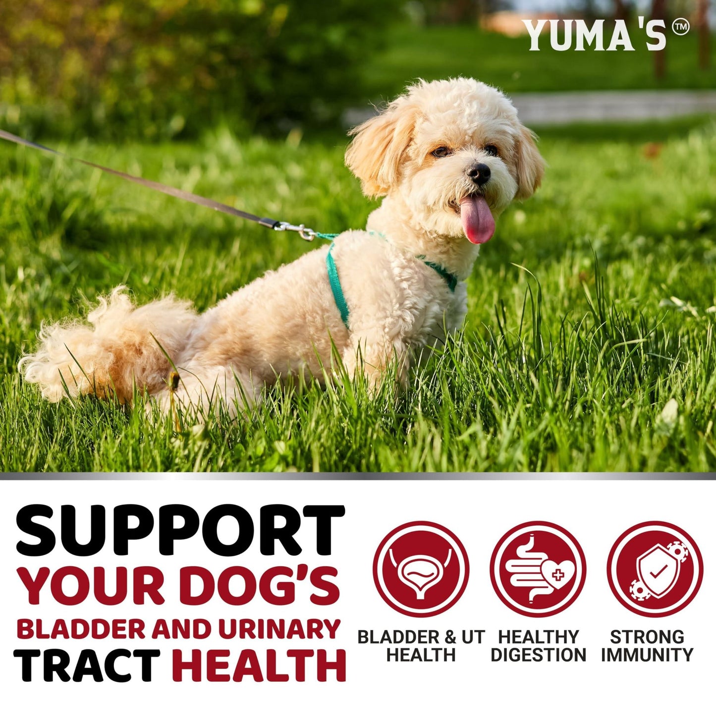 Yuma's - Cranberry Supplement for UTI Treatment and Bladder Control for Dogs