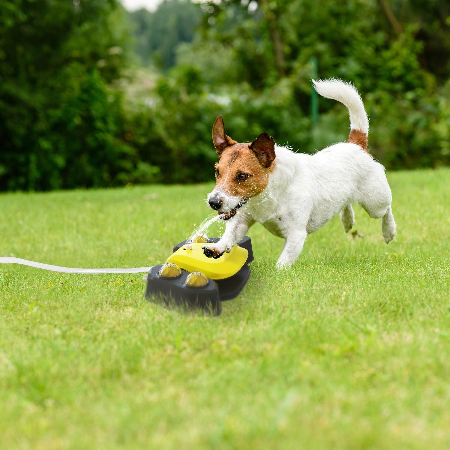 Step-on Activated Sprinkler and Drinking Fountain for Dogs
