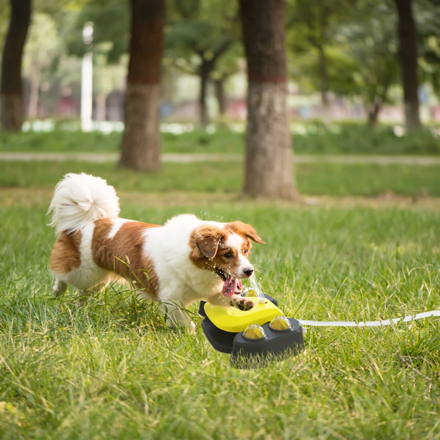 Multifunctional Step-on Activated Sprinkler and Drinking Fountain for Dogs