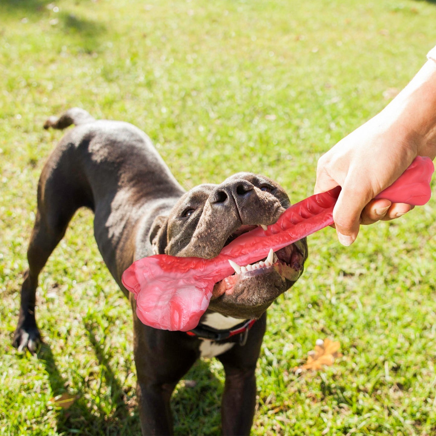 Dog Chew Bone with Beef Flavor for Aggressive Chewers