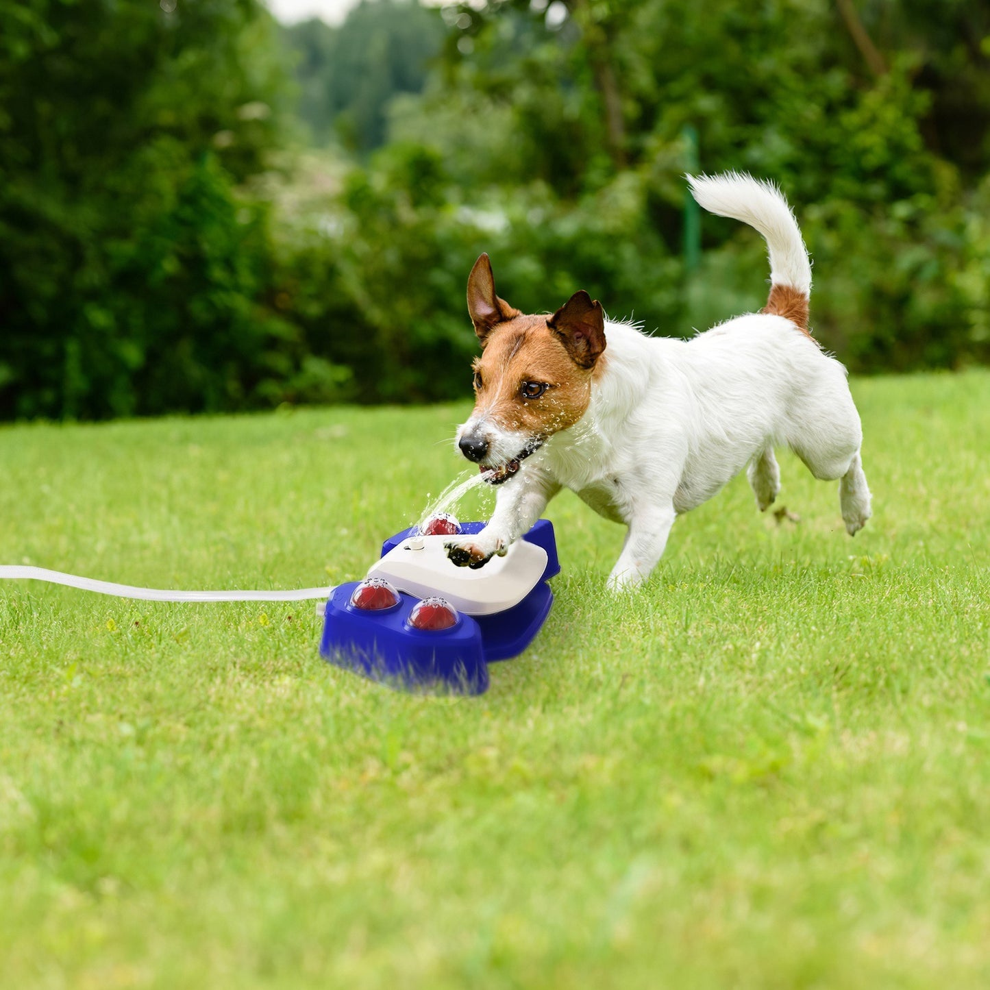 Multifunctional Step-on Activated Sprinkler and Drinking Fountain for Dogs