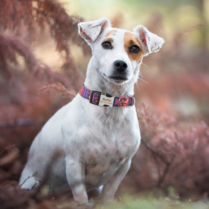 Adjustable Nylon Collar with Engraved Personalized ID Tag for Dogs and Cats