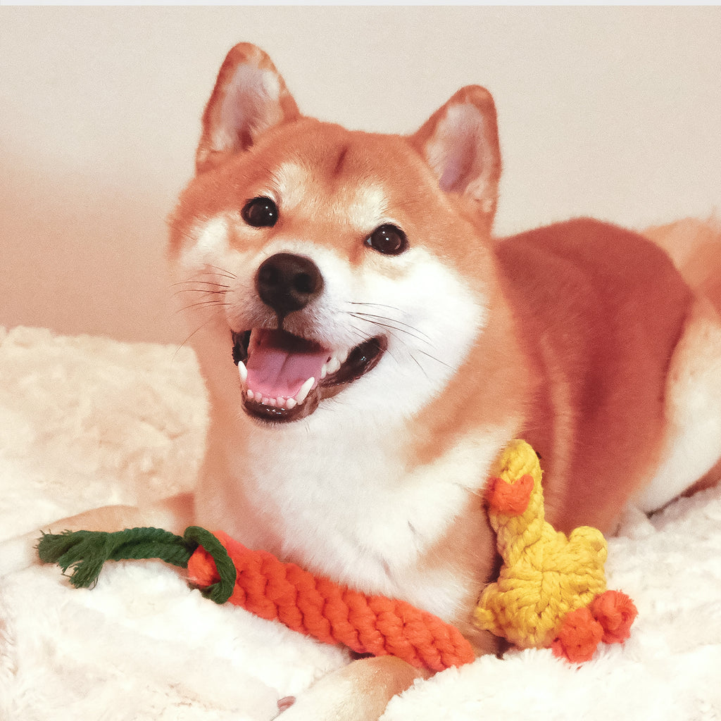 Cotton Dog Rope Toys - Carrot and Duck Shapes