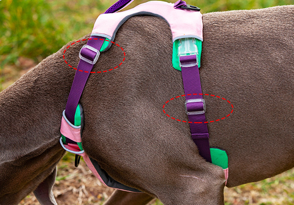 Explosion-Proof Dog Chest Harness with Leash