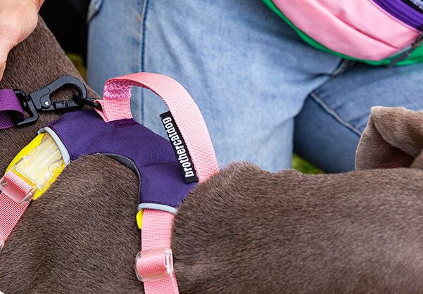 Explosion-Proof Dog Chest Harness with Leash