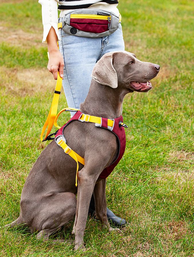 Explosion-Proof Dog Chest Harness with Leash