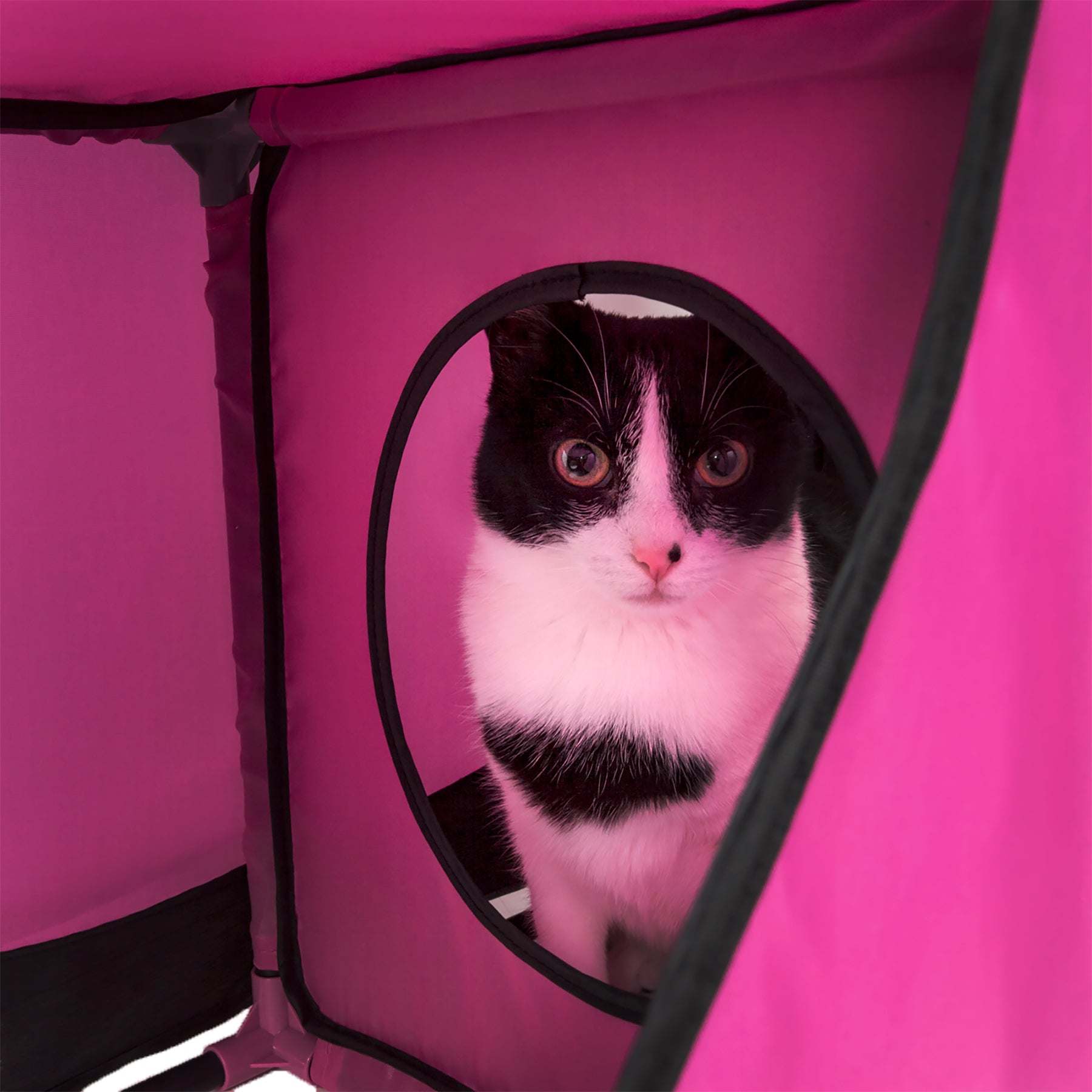 Pet Life - Kitty-Play Collapsible Cat Playhouse