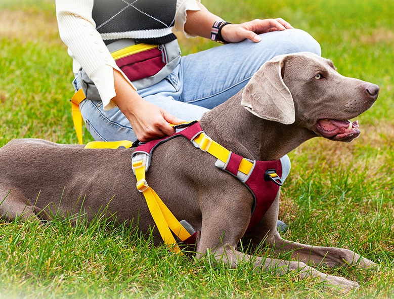 Explosion-Proof Dog Chest Harness with Leash