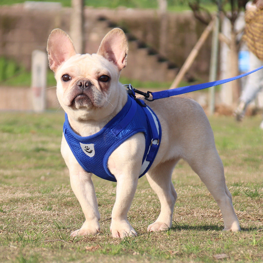 Breathable Harness and Leash Combo for Dogs