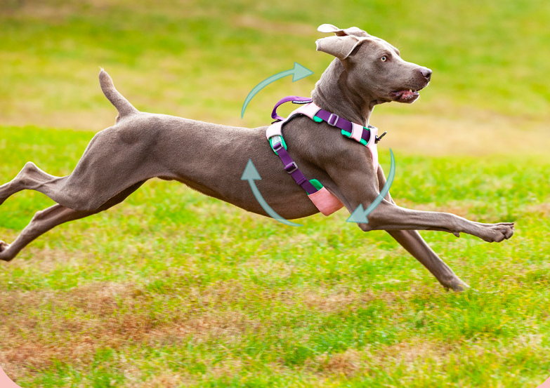 Explosion-Proof Dog Chest Harness with Leash