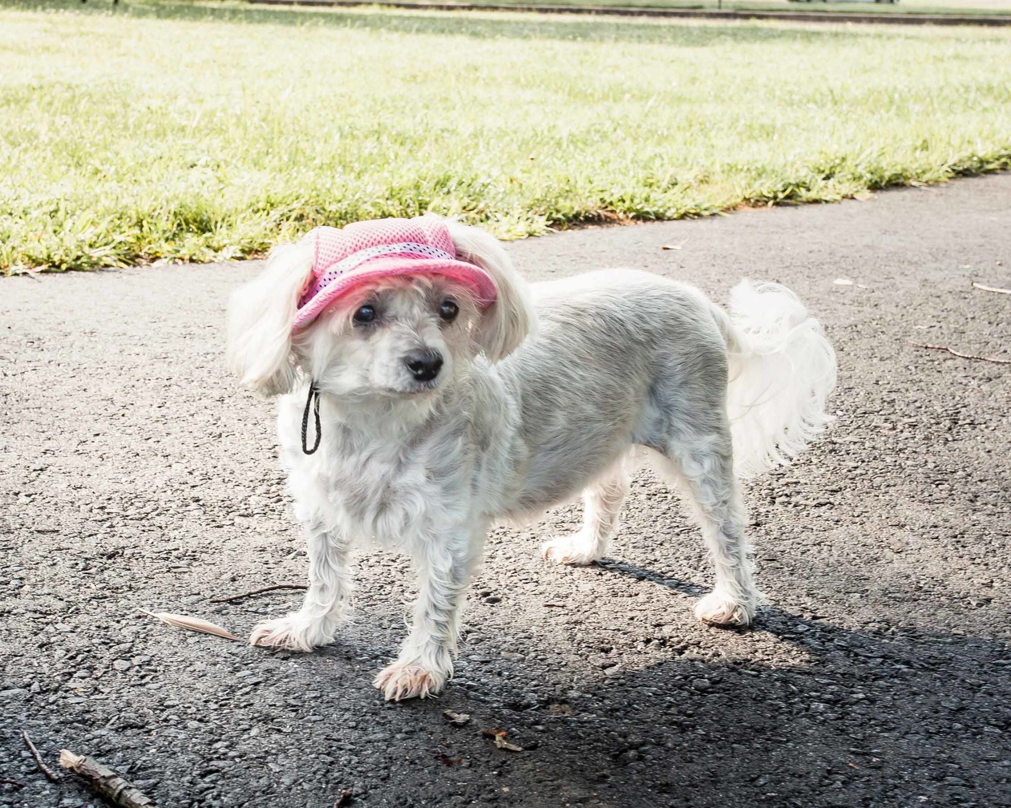 Pet Life Uv Protecting Adjustable Dog Hat