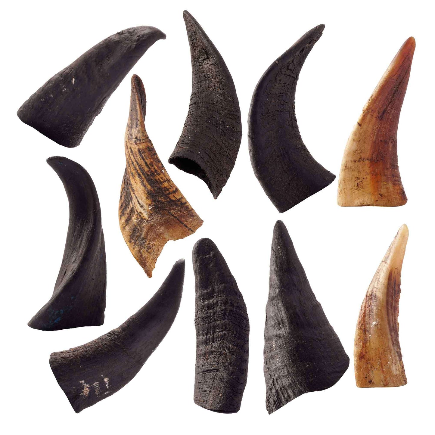 100% Natural Mountain Goat Horn Dog Chews