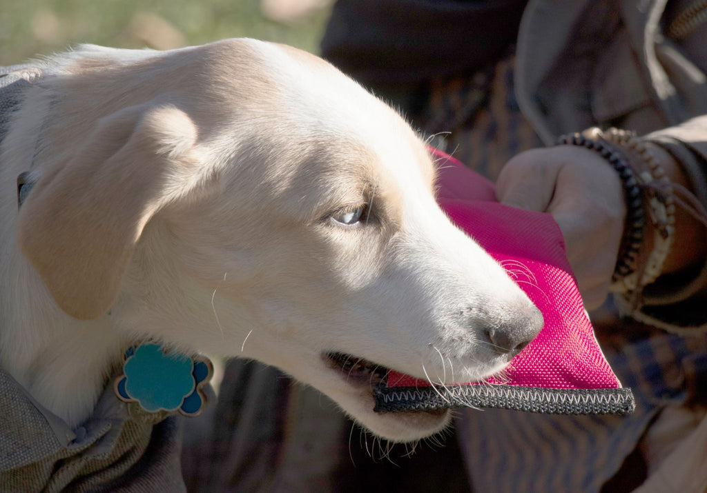 Active-Fetch Nylon Training Floatation Dog Toy